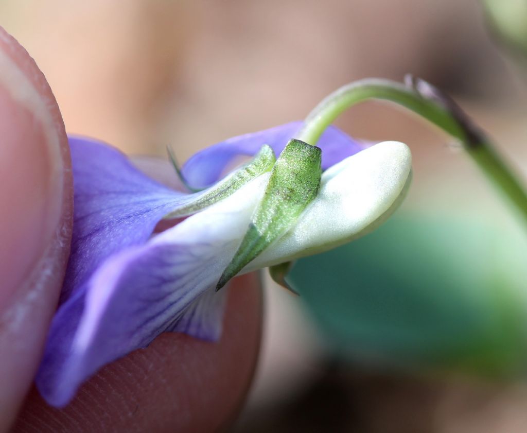 Viola riviniana